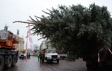 Фото 9: У Львові встановили головну новорічну ялинку: за тиждень її урочисто відкриють