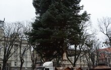 Фото 17: У Львові встановили головну новорічну ялинку: за тиждень її урочисто відкриють