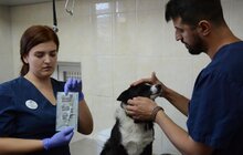 Фото 16: ЛКП «Лев» безкоштовно прочіпує 5 тисяч господарських собак