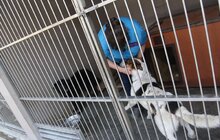 Фото 12: У Львові відкрили перший в Україні Центр адопції тварин