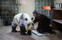 Фото 15: До Китайського нового року у Львові розмальовують 15 скульптур панд
