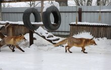 Фото 3: У мерії розглядають можливості комплексного розвитку парку «Знесіння» і Домівки врятованих тварин