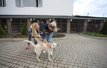 Фото 16: У Львові відомі спортсмени допомагали безпритульним тваринам