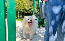 Фото 2: У Горіховому Гаю відкрили дитячий майданчик і місце для вигулу собак (відео)