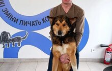 Фото 1: Понад 20 тварин із ЛКП «Лев» знайшли дім у лютому
