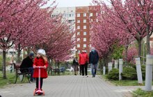 Фото 3: У Парку імені Івана-Павла ІІ (Сихів) цвітуть сакури