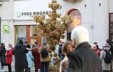 Фото 33: Напередодні Різдва у Львові встановили Різдвяного Дідуха