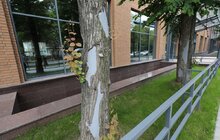 Фото 3: «Дуже добре, що ми зберегли ці дерева», — мер про врятовані багряники на вул. Угорській
