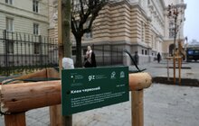 Фото 3: Нова локація для дерев: біля університету імені Івана Франка висадили клени