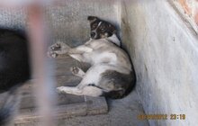 Фото 7: Волонтери товариства захисту тварин допомагають ЛКП «Лев» шукати господарів для безпритульних тварин