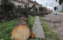 Фото 3: Біля Органного залу сьогодні зрізають ялинки, на їх місці висадять 15 нових дерев