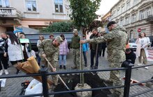 Фото 12: 41 нове дерево висаджують у центральній частині Львова: завдяки спонсорам зможуть закупити 50 дронів