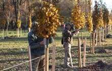 Фото 5: У Левандівському парку висадили 30 дерев пам’яті захисників (відео)