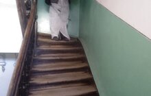 Фото 41: Комунальні служби Львова проводять миття та дезінфекцію в місті