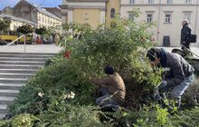 Фото 1: Санітарна обрізка, догляд та пересадка рослин: на площі Митній упорядкували клумби