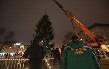 Фото 3: До Львова привезли головну ялинку міста