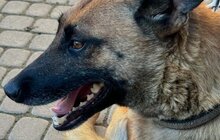 Фото 5: 50 собак і 17 котів чекають на своїх господарів у ЛКП «Лев»