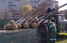 Фото 8: На вихідних у Львові висадили 73 дерева