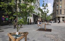 Фото 1: На площі Галицькій висадили нові дерева