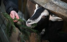 Фото 1: Головну ялинку Львова демонтували: вперше хвоєю святкового дерева ласують кози (відео)