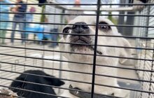 Фото 3: Майже 30 домашніх тварин провакцинували від сказу у Лисиничах