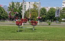 Фото 9: Сихів у квітах: на території району облаштовують квіткові композиції