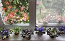 Фото 10: У Львові нагородили власників найгарніших квітучих балконів та підвіконь
