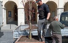 Фото 6: На вул. Л. Українки відремонтували тротуар та висаджують клени