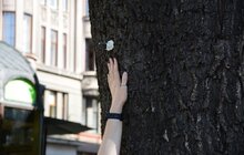 Фото 9: У Львові продовжують чіпувати дерева з допомогою геоінформаційної системи управління зеленими насадженнями Inspectree