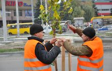 Фото 6: У Сихівському районі стартувала масштабна осіння висадка дерев