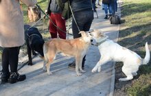 Фото 19: ЛКП «Лев» облаштувало тренувально-вигульний майданчик на вул. Промисловій