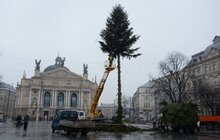 Фото 12: Головну ялинку міста демонтовують та відправлять на утилізацію
