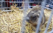 Фото 3: Бабачиха у міському еколого-натуралістичному центрі навіщувала ранню весну