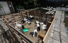 Фото 13: «Ми хочемо збудувати ще один еколого-натуралістичний центр в частині Снопківського парку», — А. Садовий