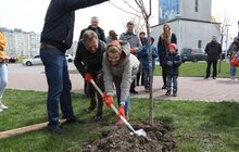 Фото 13: У Львові висадили 20 сакур, які місту подарувало Посольство Японії