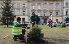 Фото 26: В рамках міжнародного проєкту «Озеленення планети» на площі Соборній висадили перші дерева