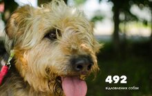 Фото 4: За півроку ЛКП «Лев» було простерилізовано 348 собак та 223 коти