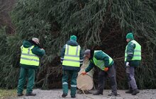 Фото 6: У центрі Львова встановили головну ялинку міста (відео)