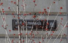 Фото 5: У Львові висадять понад 500 дерев та кущів (відео)