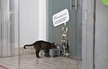 Фото 10: Котячий мер Львова запрошує: у Ратуші облаштували станцію для тварин (відео)