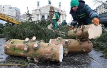 Фото 11: Головну ялинку Львова відвезли на компостування (відео)
