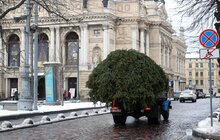 Фото 15: Головну ялинку Львова відвезли на компостування (відео)