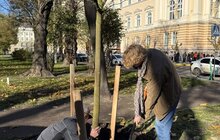 Фото 1: У місті висаджують дерева, подаровані спонсорами