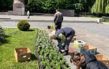 Фото 7: Клумбу перед головним корпусом ЛНУ ім. І.Франка засадили рослинами, що утворять квітучий килим: цього року висадили 1500 алісумів