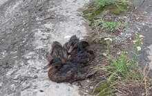 Фото 6: Місто звернулось до правоохоронців щодо забруднення озер у районі вулиць Рахівська – Райдужна
