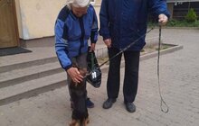 Фото 1: 11 собак та кота з ЛКП «Лев» прилаштували за 2 тижні