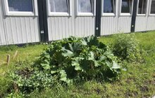 Фото 9: Овочі, квіти, пряні трави і навіть кавуни: що росте на городах мешканців модульного містечка