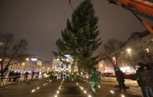 Фото 5: До Львова привезли головну ялинку міста