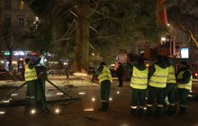 Фото 9: До Львова привезли головну ялинку міста