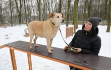 Фото 3: У Львові облаштували ще один тренувально-вигульний майданчик для собак
